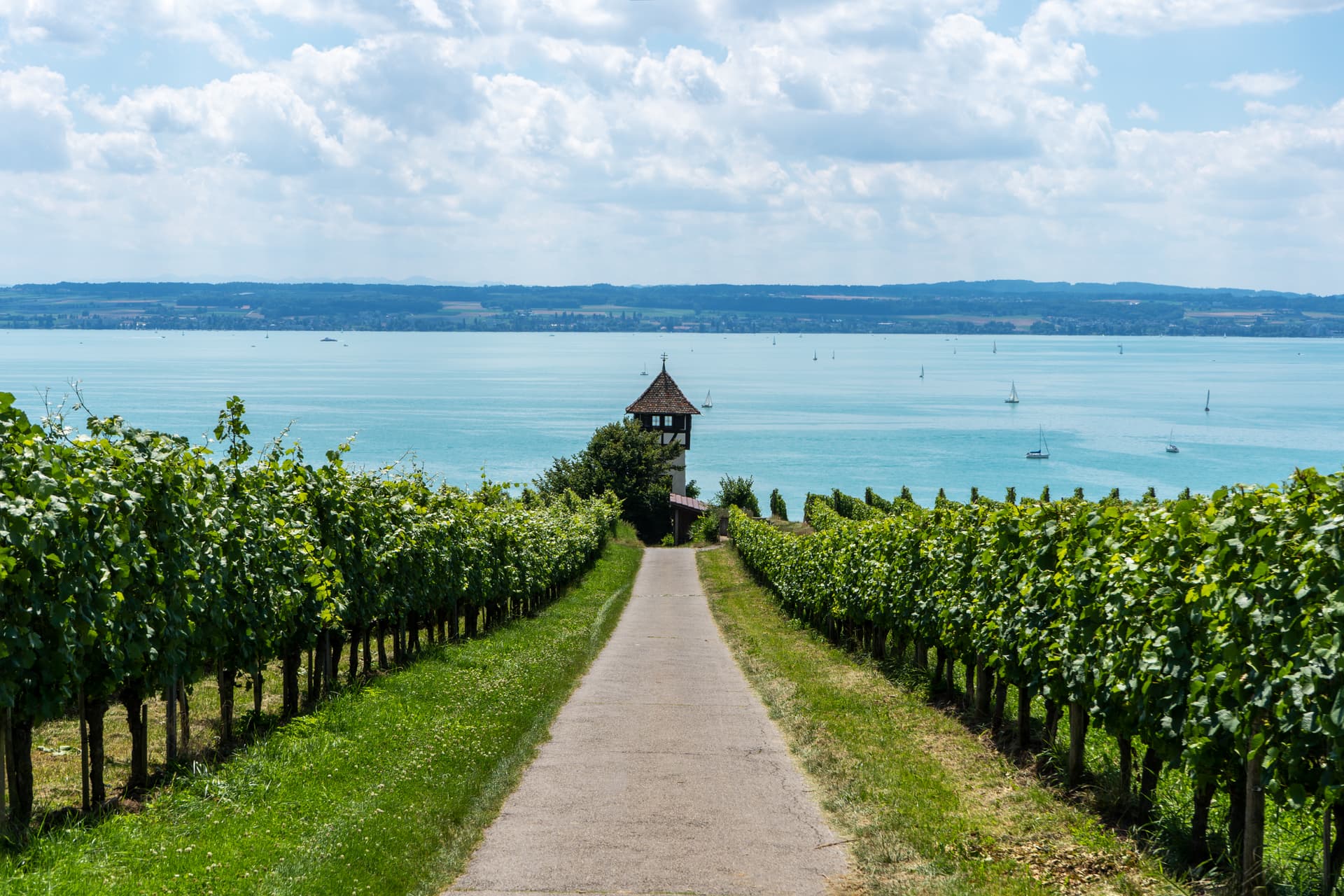 Zwischen-Weinreben-Bodensee