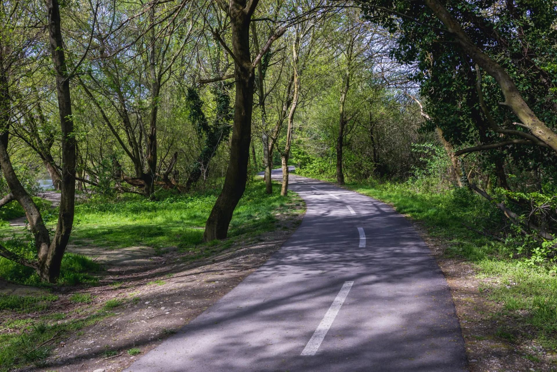 Cycling path leading out of Bratislava through a lush green forest in spring.
