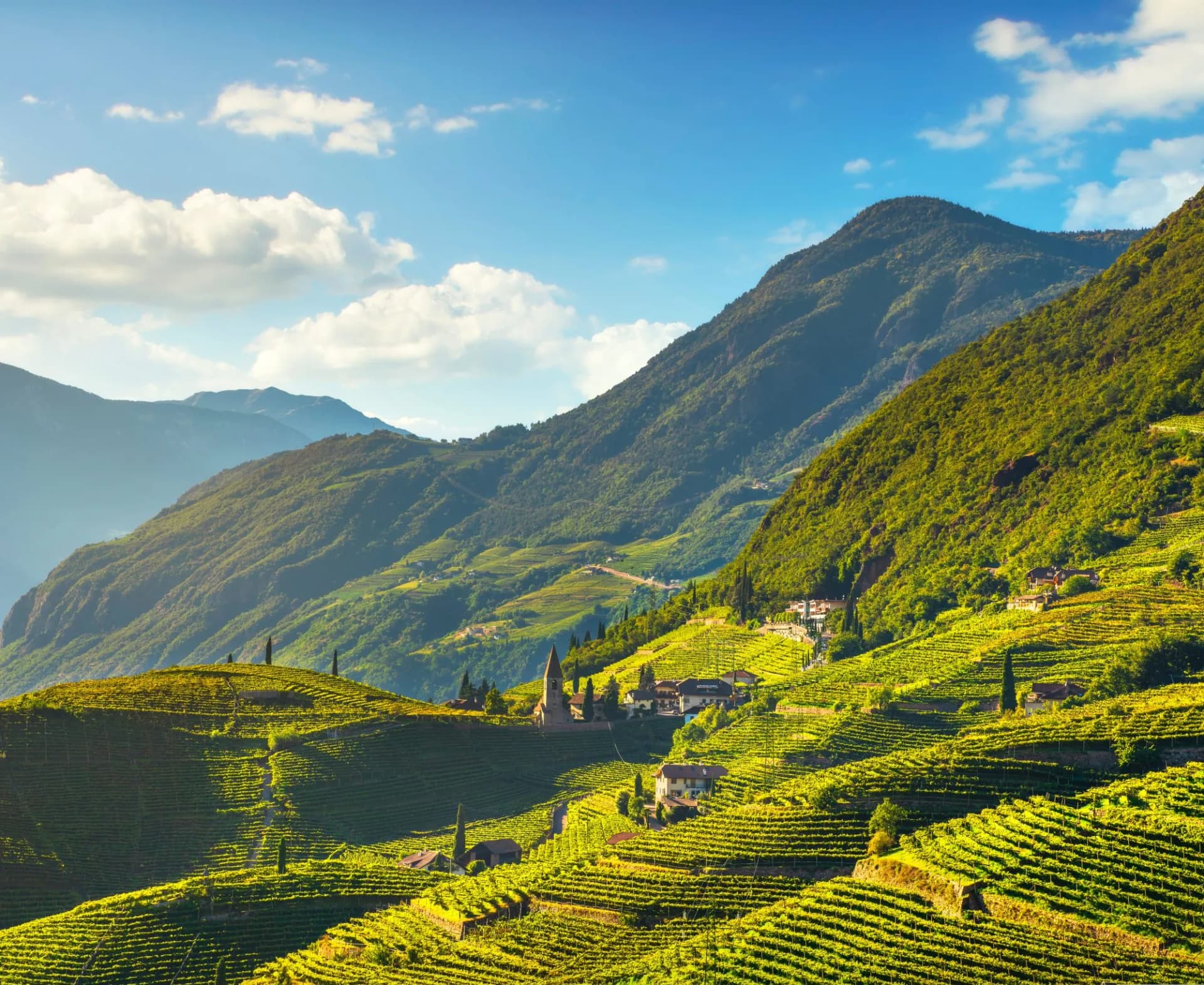 Vineyards view in bolzano