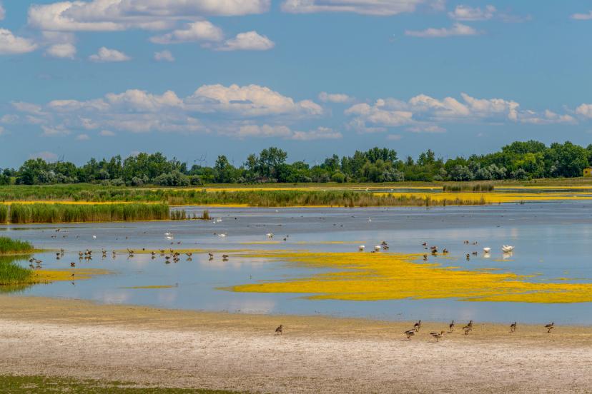Neusiedler See–Seewinkel National Park image 1
