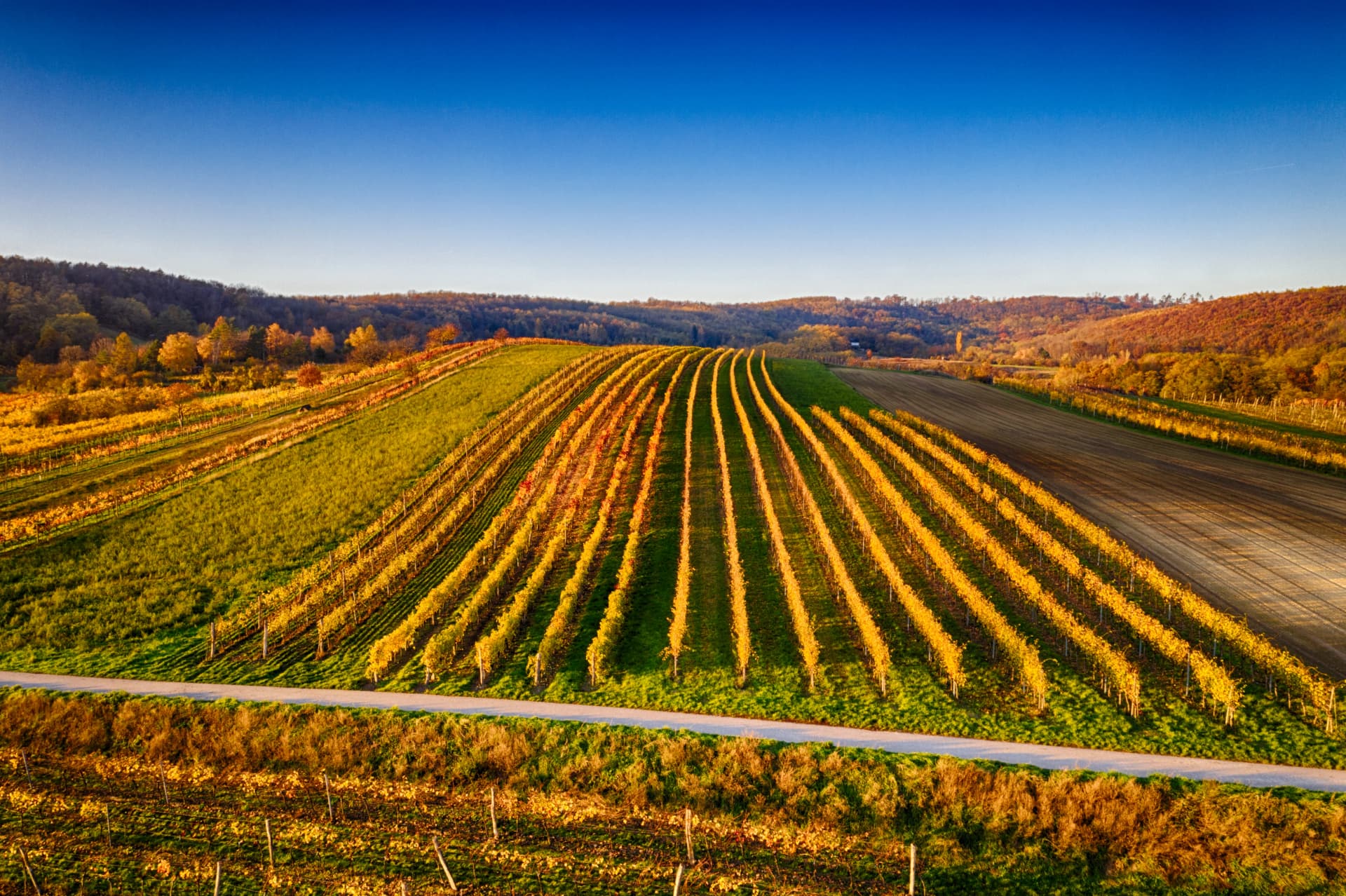 Aerial drone view of colorful vineyards in the Weinviertel region