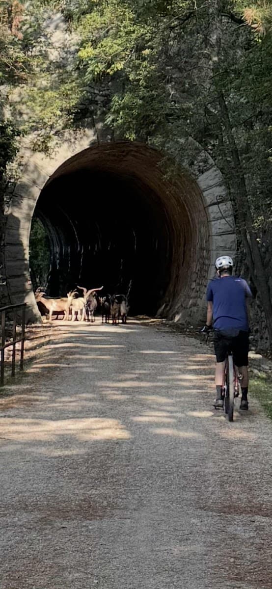 Cyclist approaches goats blocking path outside dark stone tunnel entrance surrounded by trees.
