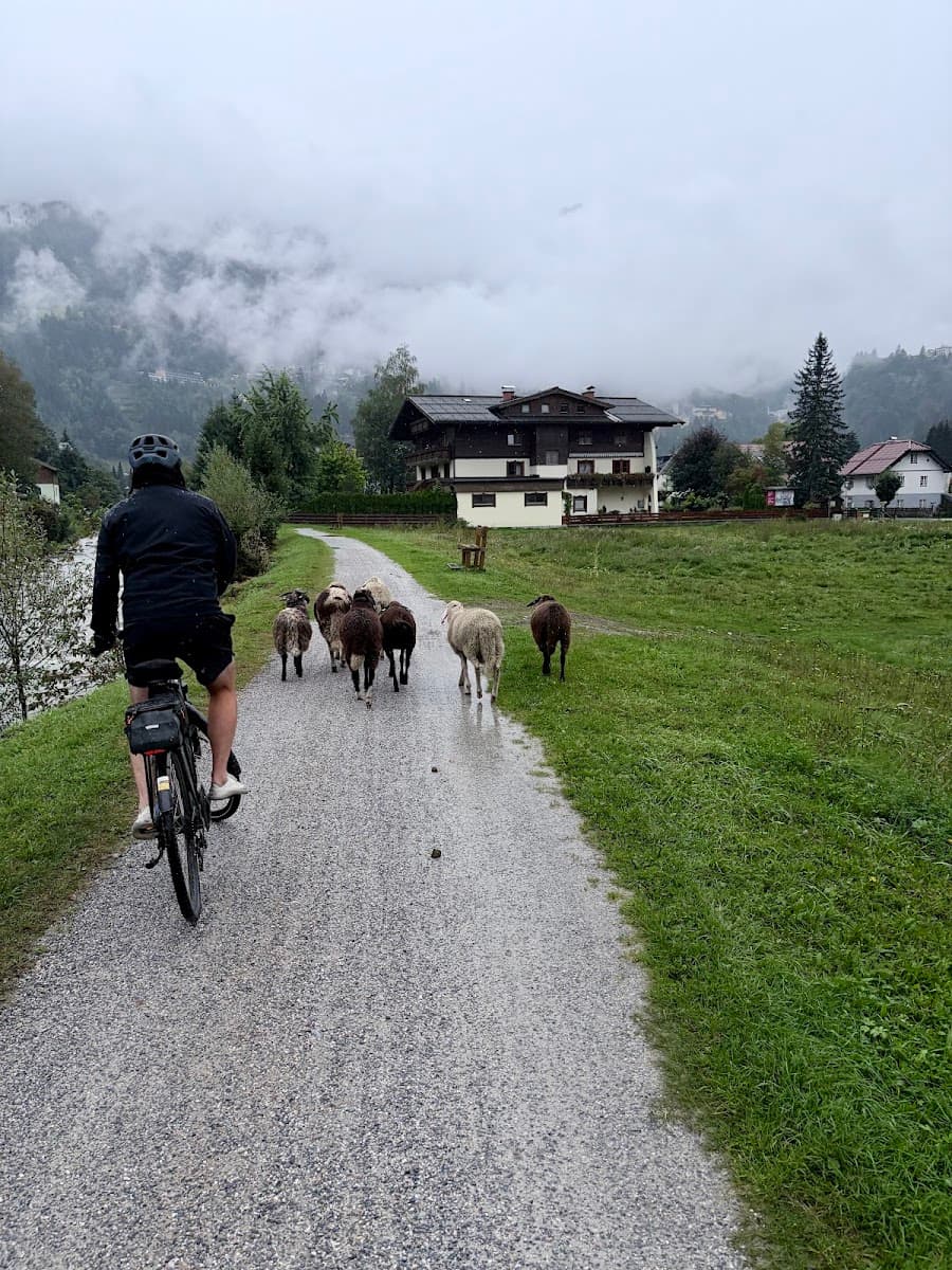 Cyclist riding behind a flock of sheep on a gravel path near a village with mountain background