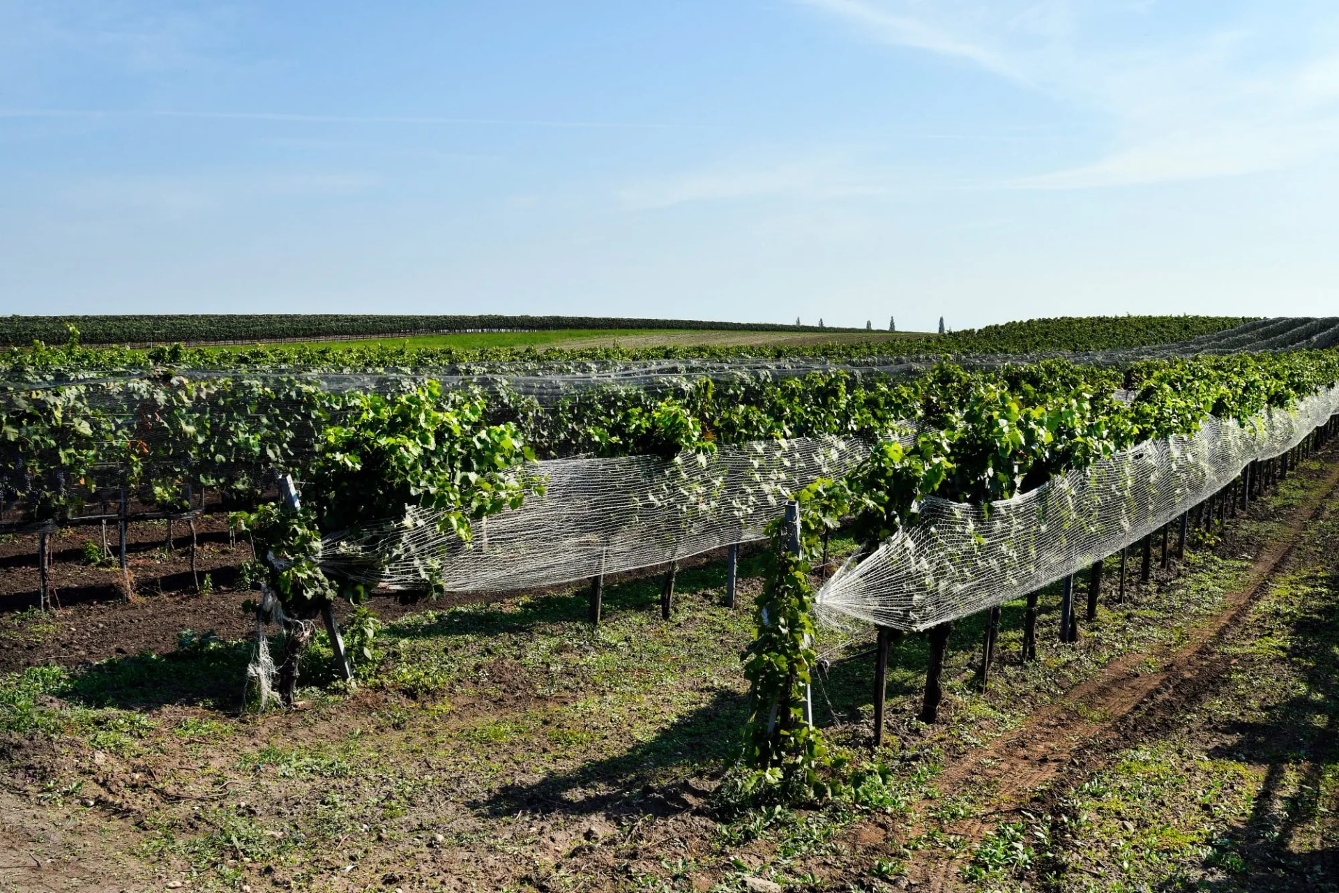 Neusiedlersee wine