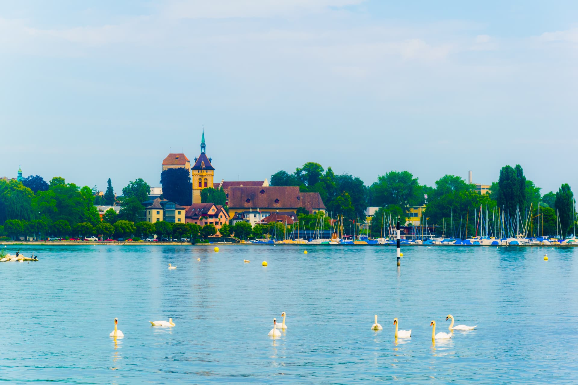 Swans on Bodensee lake with panorama of Arbon city skyline and sailboat marina.