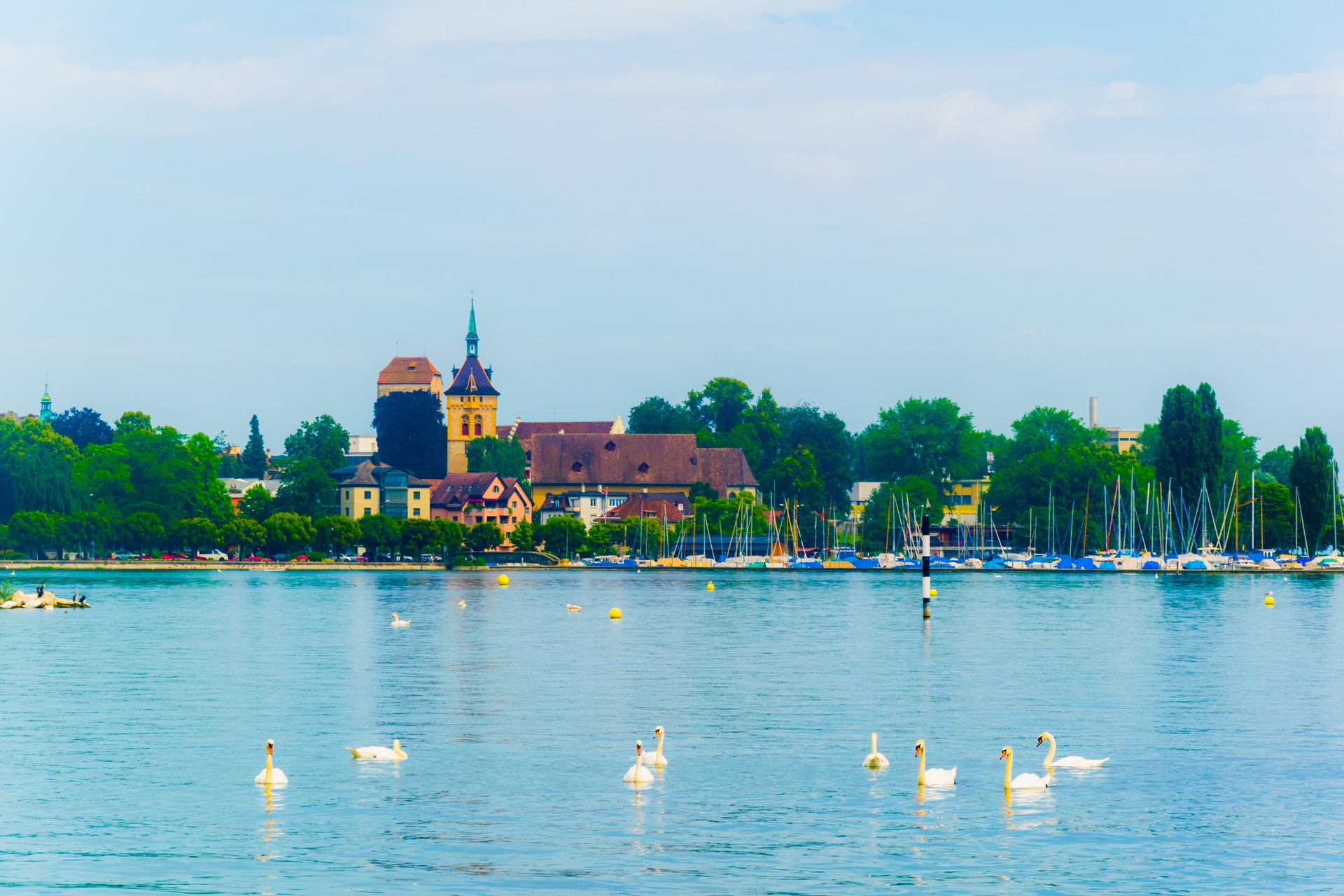Swans on Bodensee lake with panorama of Arbon city skyline and sailboat marina.