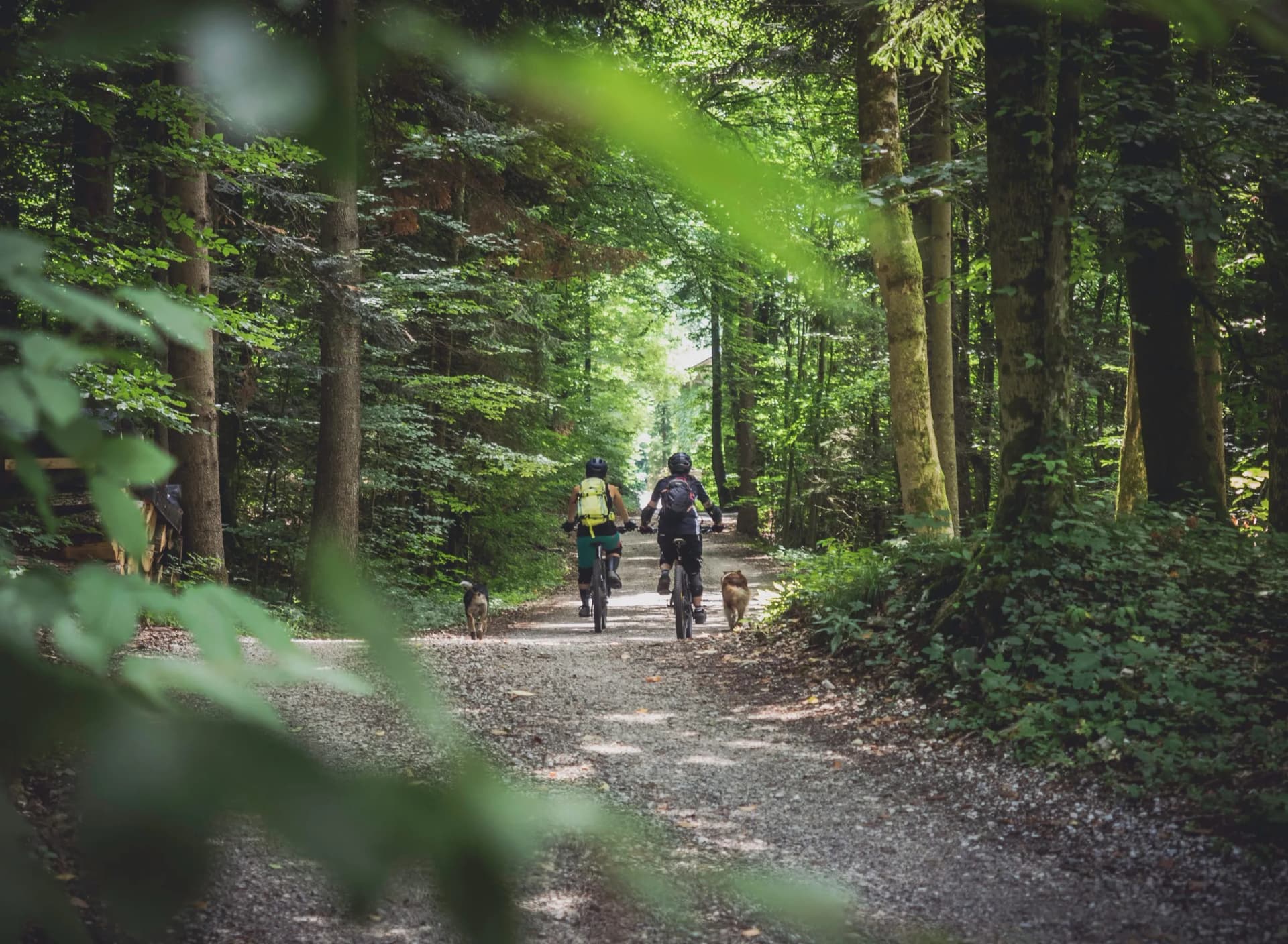Mountain biking with dogs on a gravel path through a dense, sun-dappled summer forest.