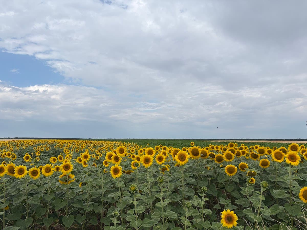 Field of blooming sunflowers under a cloudy sky