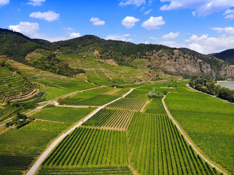 Terrassenweinberge in Österreich